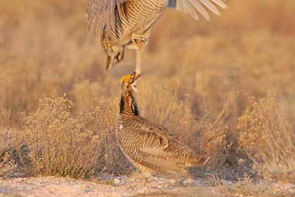 Lesser Prairie-Chicken Image @ Kiwifoto.com