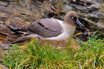 Light-mantled Albatross Picture @ Kiwifoto.com