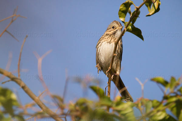 Lincoln's Sparrow Image @ Kiwifoto.com