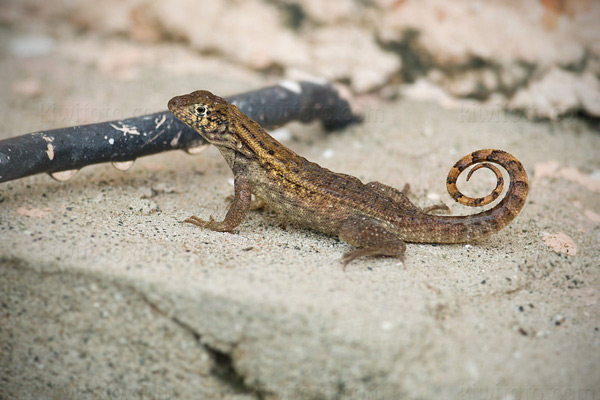 Little Bahama Curly-tailed Lizard Photo @ Kiwifoto.com