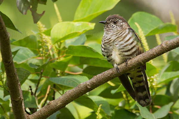 Little Bronze-cuckoo Picture @ Kiwifoto.com