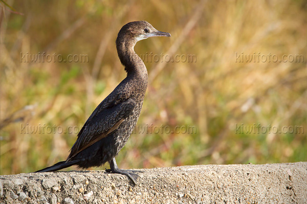 Little Cormorant Picture @ Kiwifoto.com