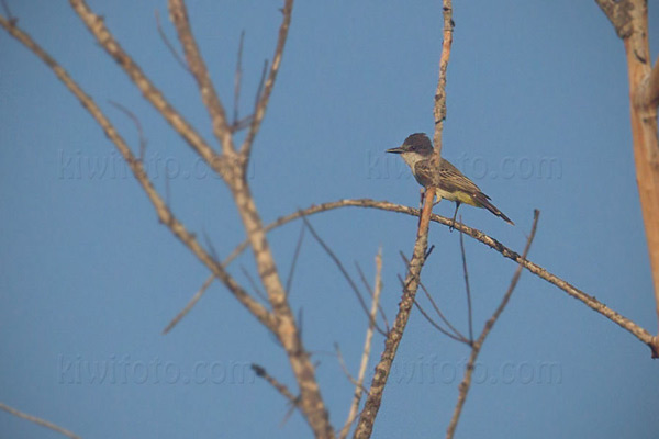 Loggerhead Kingbird Picture @ Kiwifoto.com