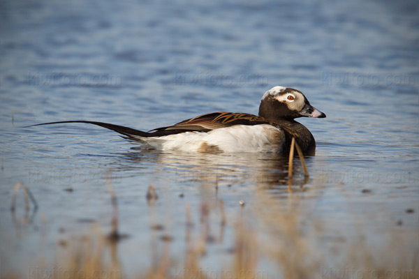 Long-tailed Duck Image @ Kiwifoto.com