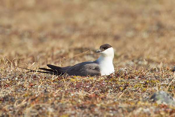 Long-tailed Jaeger Picture @ Kiwifoto.com