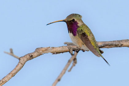 Lucifer Hummingbird Photo @ Kiwifoto.com