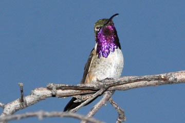 Lucifer Hummingbird Photo @ Kiwifoto.com