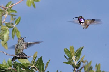Lucifer Hummingbird Picture @ Kiwifoto.com
