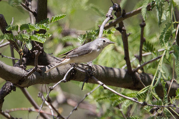 Lucy's Warbler Picture @ Kiwifoto.com