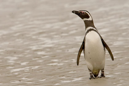 Magellanic Penguin Picture @ Kiwifoto.com