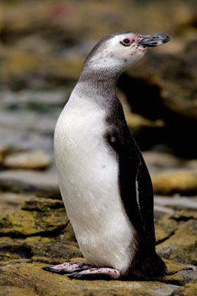 Magellanic Penguin Image @ Kiwifoto.com