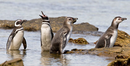 Magellanic Penguin Photo @ Kiwifoto.com
