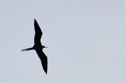 Magnificent Frigatebird Photo @ Kiwifoto.com