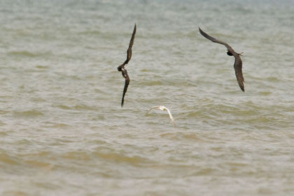 Magnificent Frigatebird (chasing Royal Tern)