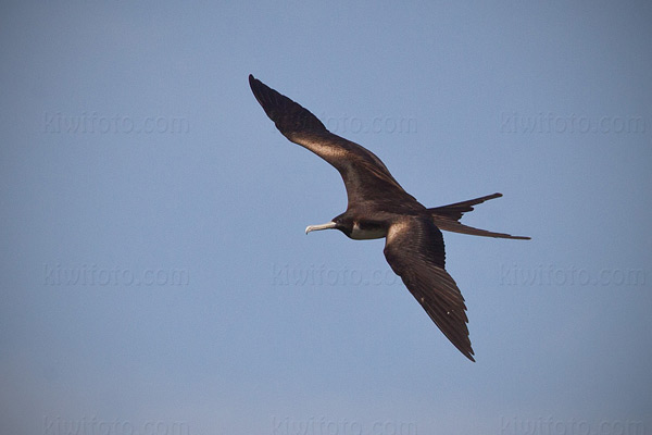 Magnificent Frigatebird Picture @ Kiwifoto.com