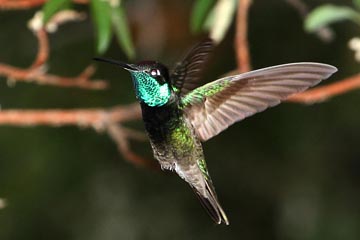 Magnificent Hummingbird Photo @ Kiwifoto.com