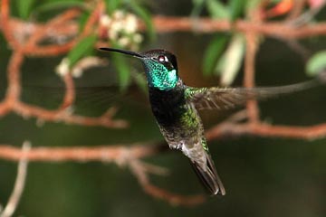 Magnificent Hummingbird Picture @ Kiwifoto.com