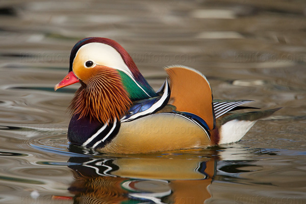 Mandarin Duck Image @ Kiwifoto.com