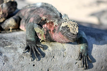 Marine Iguana Picture @ Kiwifoto.com
