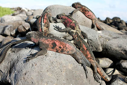 Marine Iguana Picture @ Kiwifoto.com