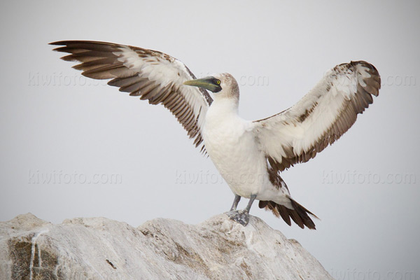 Masked Booby Picture @ Kiwifoto.com