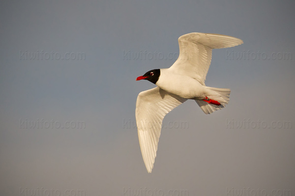 Mediterranean Gull Photo @ Kiwifoto.com