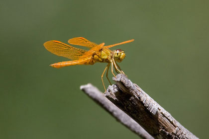 Mexican Amberwing Picture @ Kiwifoto.com