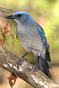 Mexican Jay Picture @ Kiwifoto.com