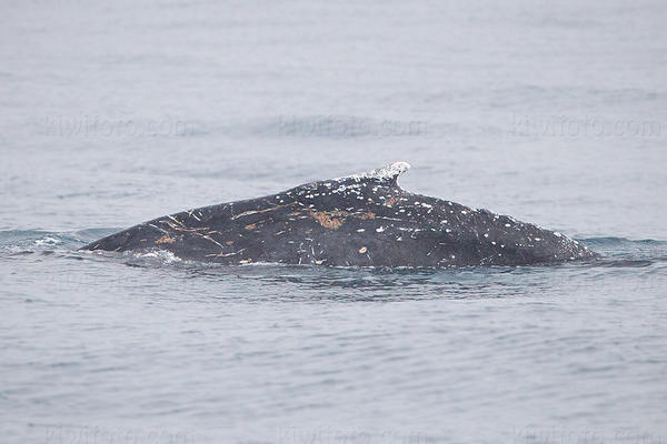 Minke Whale Picture @ Kiwifoto.com