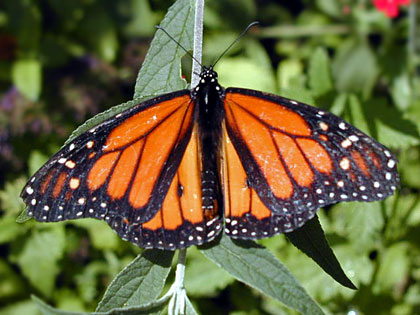 Monarch Picture @ Kiwifoto.com
