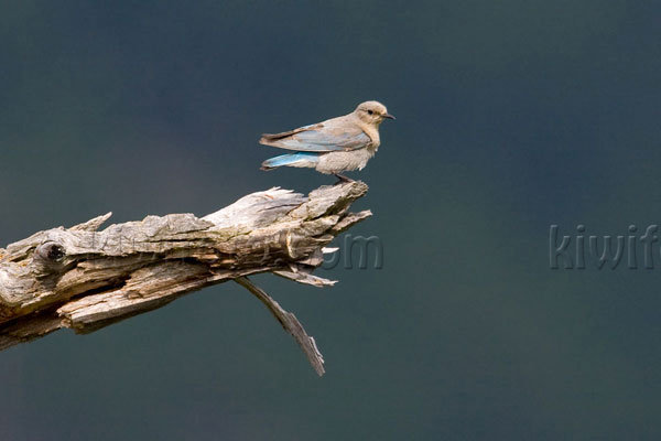 Mountain Bluebird Picture @ Kiwifoto.com