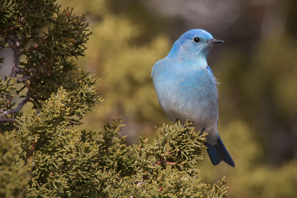 Mountain Bluebird Image @ Kiwifoto.com