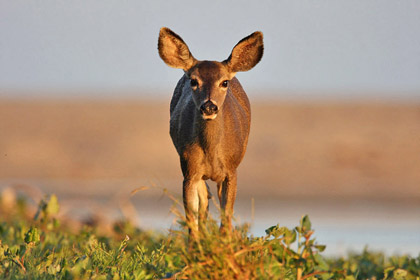 Mule Deer Image @ Kiwifoto.com
