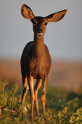 Mule Deer (O. h. fuliginatus)