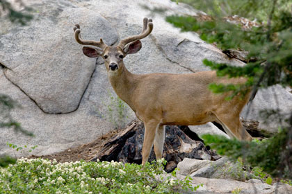Mule Deer (O. h. californicus)