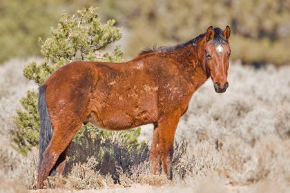 Mustang Image @ Kiwifoto.com