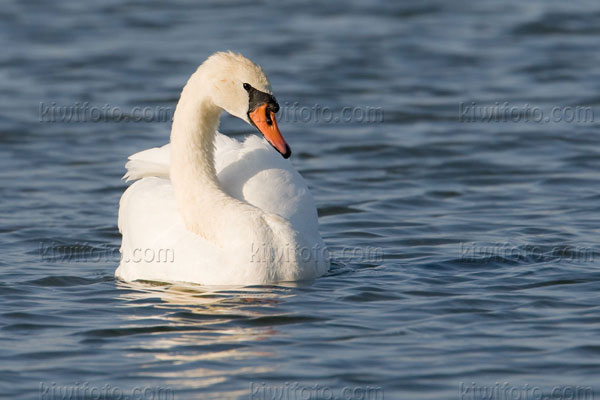 Mute Swan Image @ Kiwifoto.com
