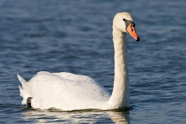 Mute Swan Picture @ Kiwifoto.com