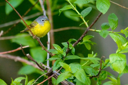 Nashville Warbler Image @ Kiwifoto.com