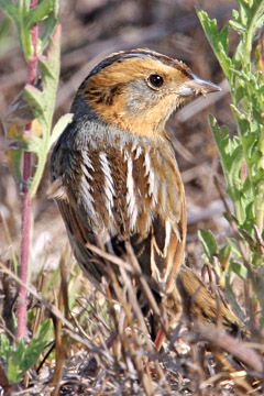 Nelson's Sharp-tailed Sparrow Image @ Kiwifoto.com