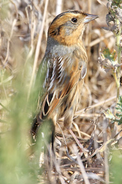 Nelson's Sharp-tailed Sparrow Image @ Kiwifoto.com