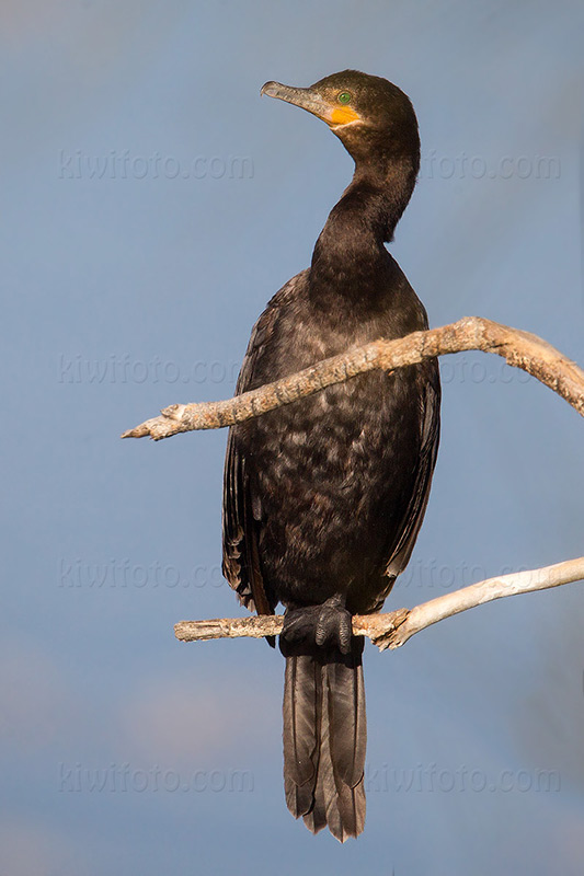 Neotropic Cormorant Picture @ Kiwifoto.com