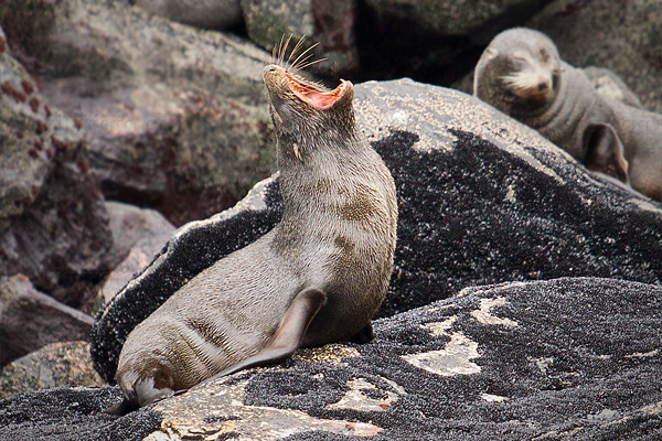 New Zealand Fur Seal Picture @ Kiwifoto.com