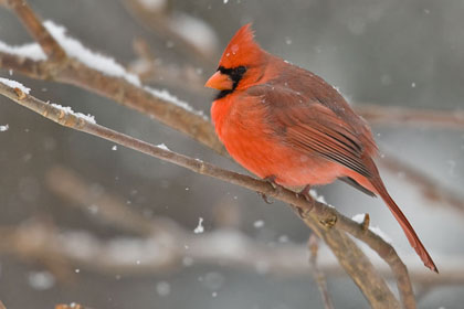 Northern Cardinal Picture @ Kiwifoto.com