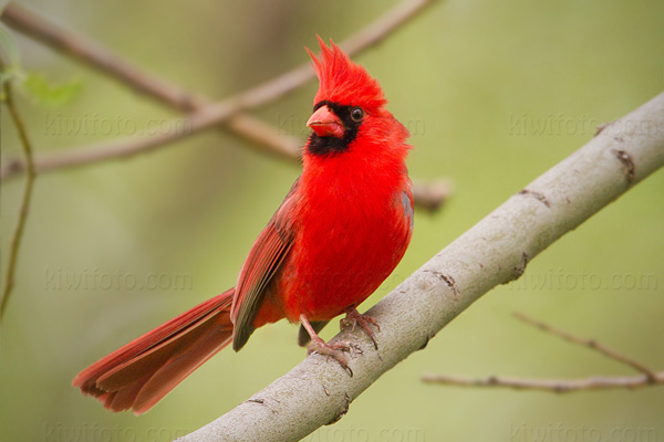 Northern Cardinal Image @ Kiwifoto.com
