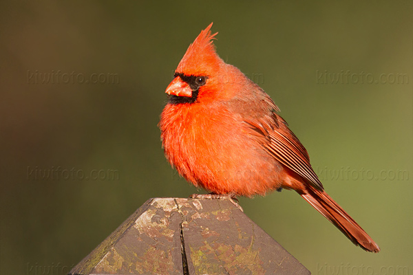 Northern Cardinal Photo @ Kiwifoto.com