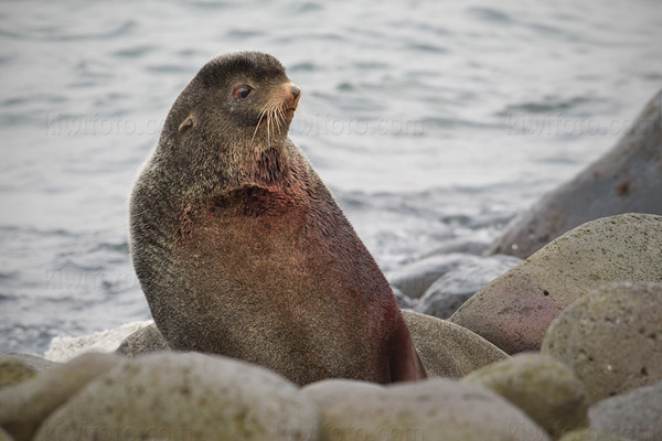 Northern Fur Seal Picture @ Kiwifoto.com