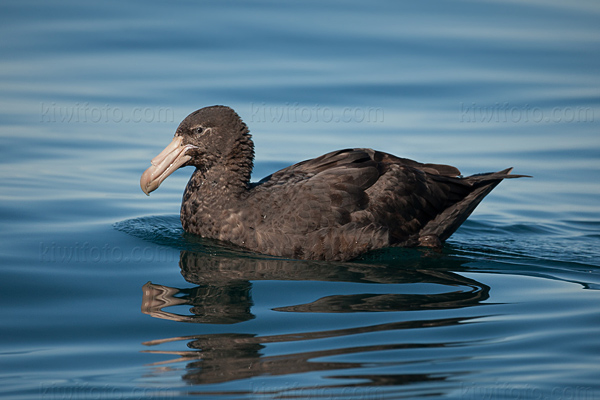 Northern Giant-petrel