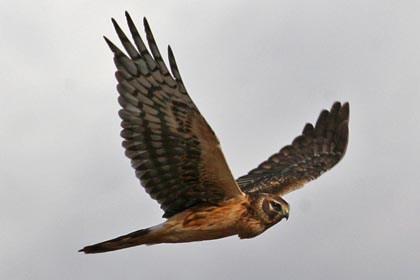 Northern Harrier Picture @ Kiwifoto.com