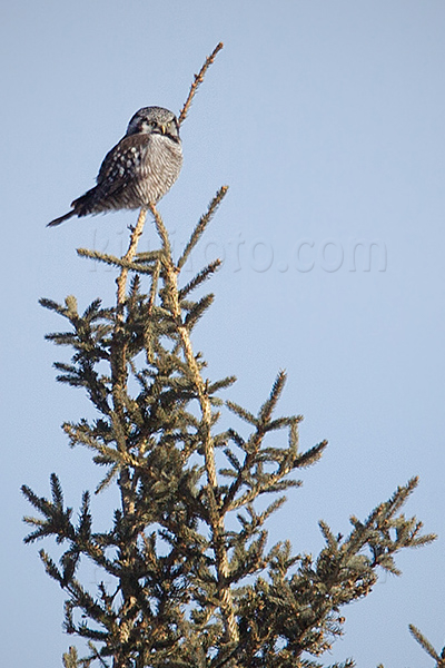 Northern Hawk-owl @ Creamer Field, Fairbanks, AK